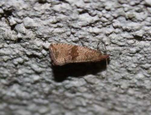 Réf. 77 605 : Celypha striana
