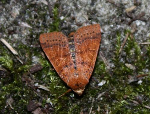 Réf. 77 710 : Agrochola pistacinoides