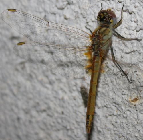 Sympetrum fonscolombii