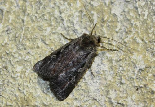 Xestia agathina