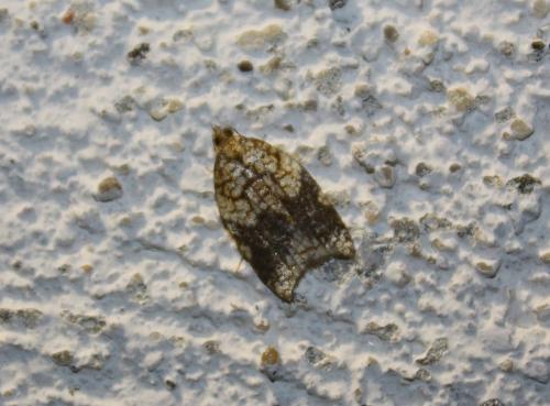 Acleris rhombana