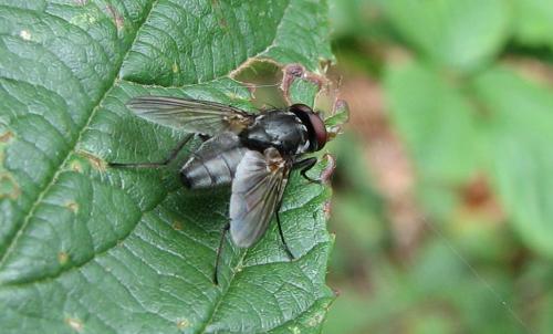Réf. 77 617 : Hydrotaea sp.