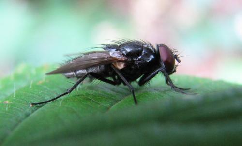 Hydrotaea sp.