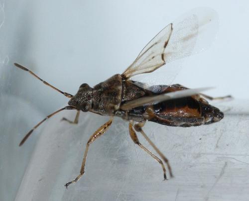 Nysius sp.