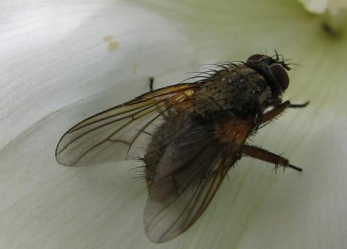 Phaonia angelicae