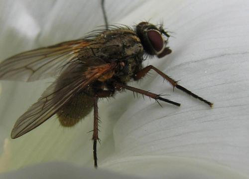 Phaonia angelicae