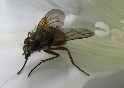 Réf. 77 343 : Phaonia angelicae