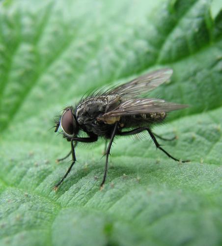 Helina sp.