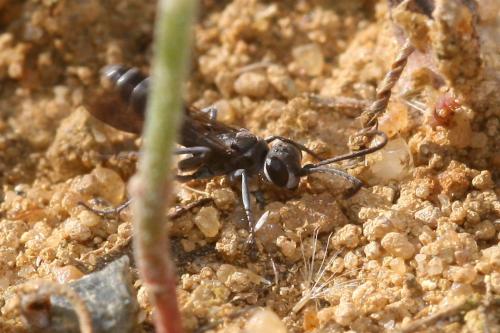 Pompilus cinereus