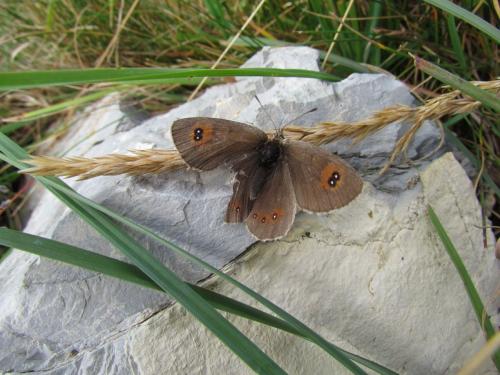Erebia sp.