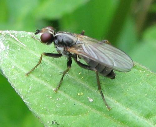 Cordilura sp.
