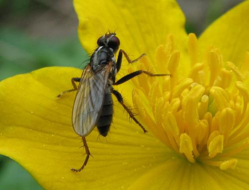 Cordilura sp.