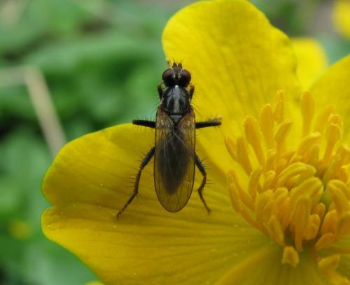 Cordilura sp.