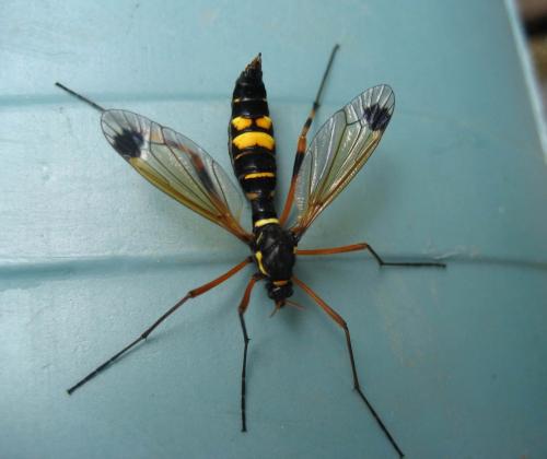 Ctenophora festiva