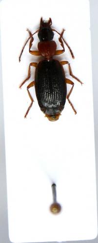 Réf. 77 034 : Cymindis coadunata