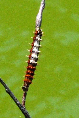 Polygonia c-album