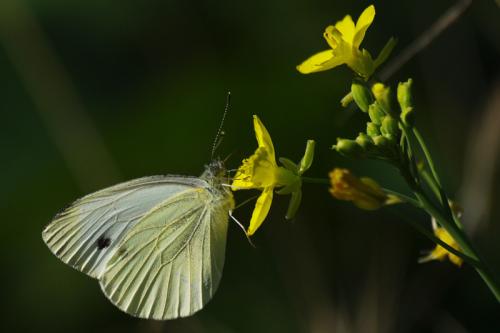 Réf. 77 524 : Pieris napi