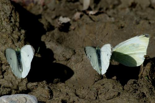 Pieris sp.