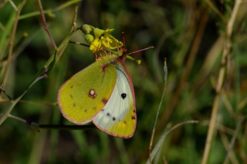 Colias sp.