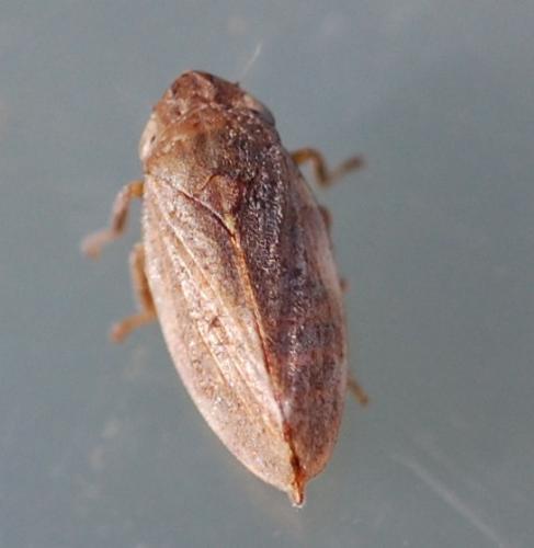 Philaenus spumarius