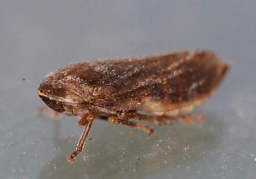 Philaenus spumarius