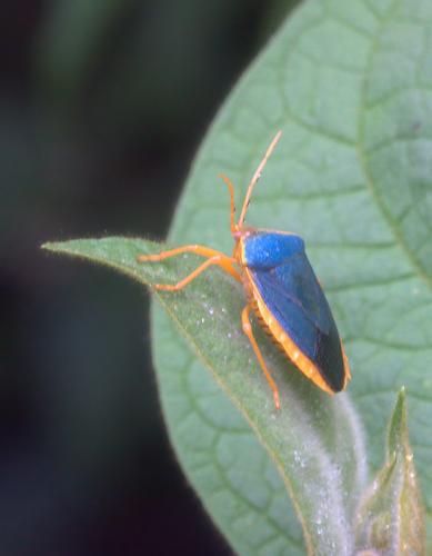 Edessa rufomarginata