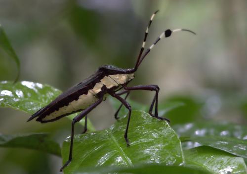 Réf. 77 553 : Molchina compressicornis