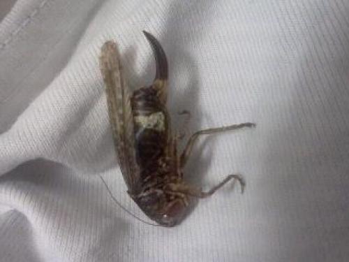 Réf. 77 835 : Platycleis albopunctata albopunctata