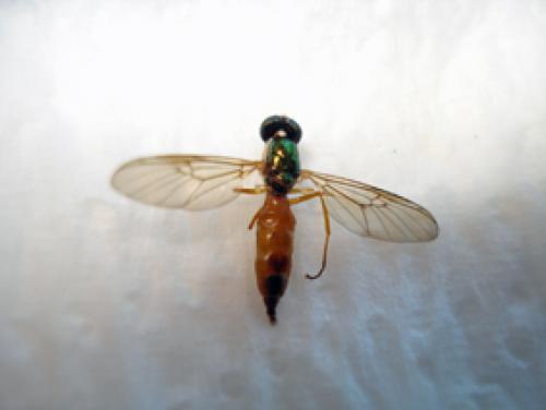 Réf. 77 815 : Sargus bipunctatus