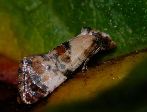 Réf. 77 025 : Cochylis hybridella