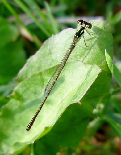 Réf. 77 749 : Ischnura posita