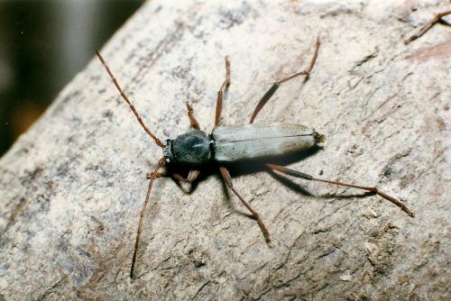 Isotomus speciosus barbarae