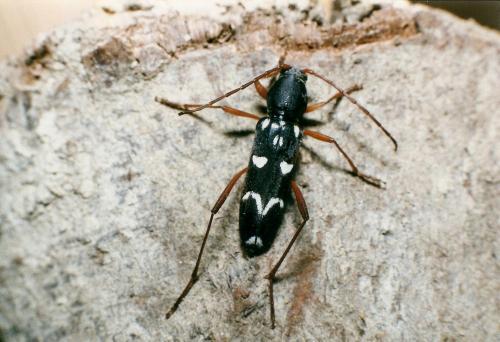 Réf. 77 507 : Isotomus speciosus barbarae