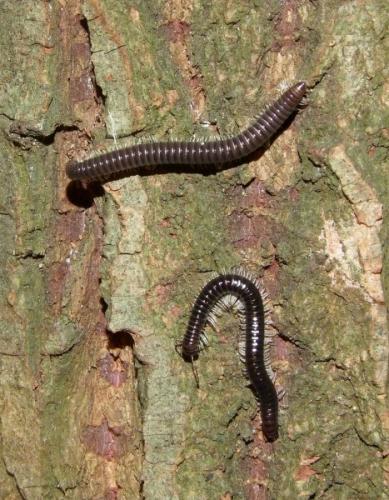 Réf. 77 443 : Tachypodoiulus niger
