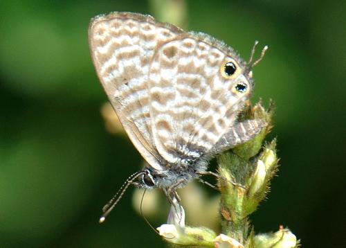 Réf. 77 609 : Leptotes pirithous