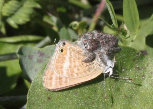 Philaeus chrysops
