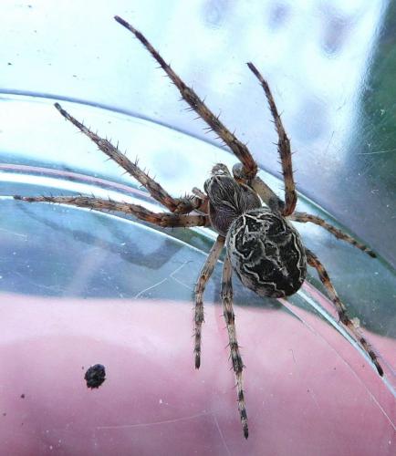 Larinioides sclopetarius