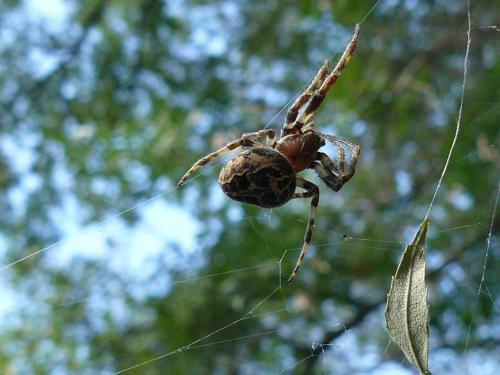 Réf. 77 929 : Larinioides sclopetarius