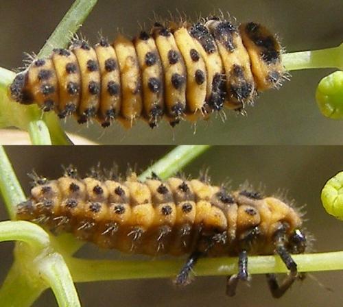 Réf. 77 220 : Adalia bipunctata bipunctata