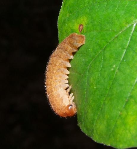 Tenthredo sp.