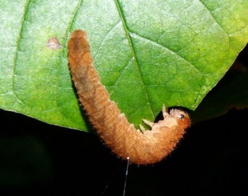 Tenthredo sp.