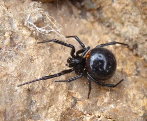 Steatoda paykulliana