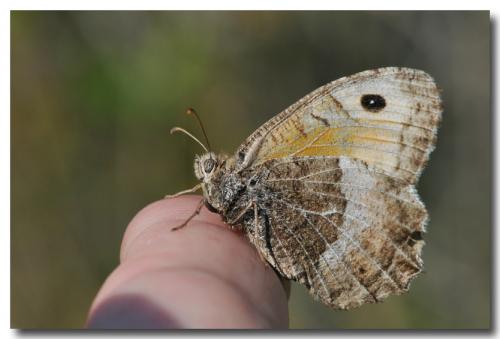 Arethusana arethusa