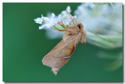 Triodia sylvina