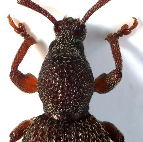 Réf. 77 451 : Otiorhynchus lutosus