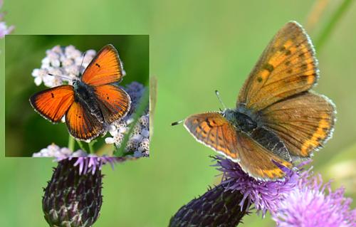 Réf. 77 623 : Lycaena hippothoe