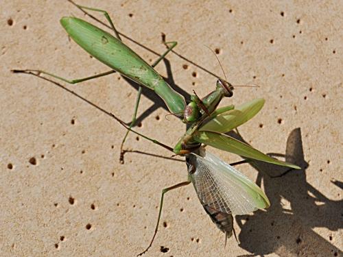 Mantis religiosa