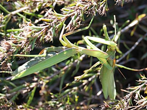 Mantis religiosa