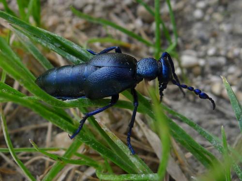Meloe sp.