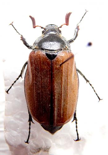 Melolontha hippocastani